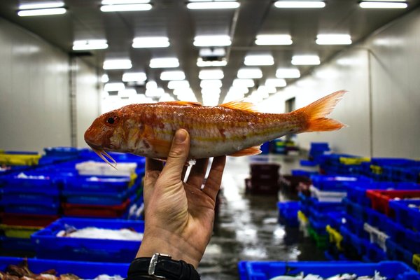 Industrie alimentaire : comment concilier innovation et santé ?